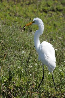 Everglades – czapla biała