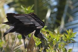 Everglades – sępnik czarny