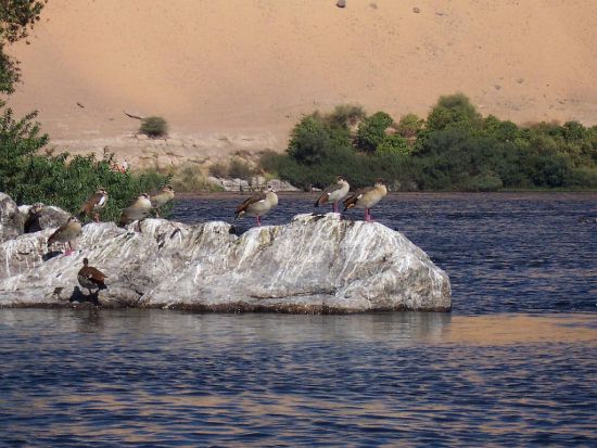 Fot. Stado gęsiówek egipskich na Nilu w Asuanie. Październik 2005. Jacek Tabor 